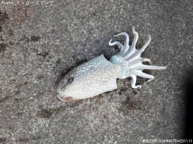 ����䥱����