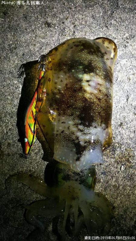 �����ꥤ��