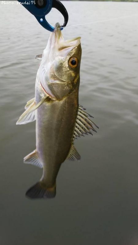 �����Х�