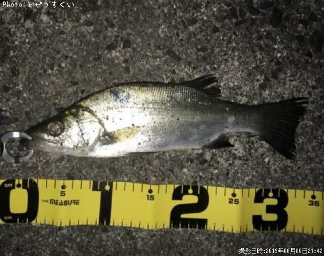 �����Х��ʥҥ饻������