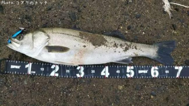 �����Х�