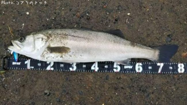 �����Х�