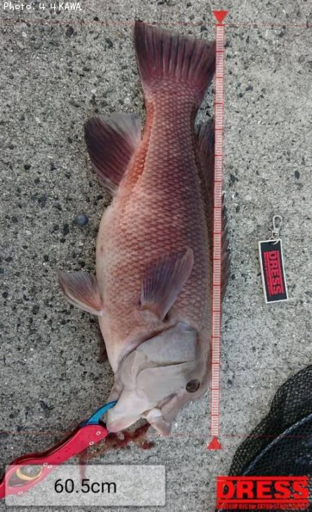 ���֥���