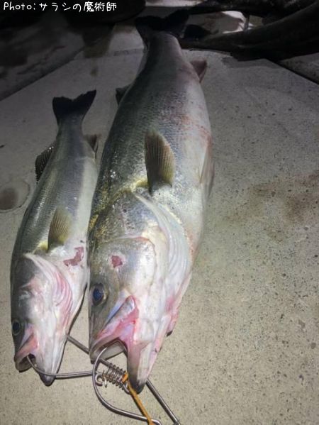 �����Х�