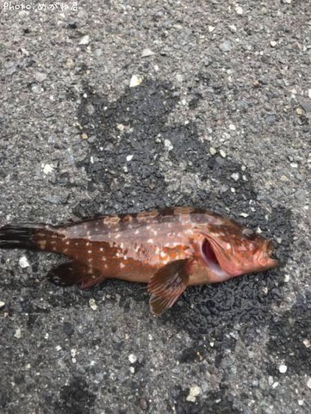 �����ϥ�