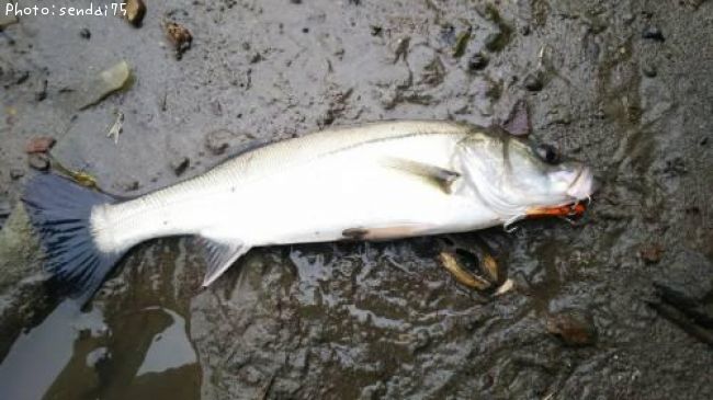 �����Х�