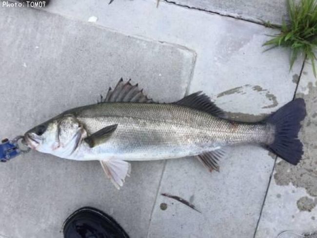 �����Х�