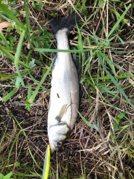 �����Х�