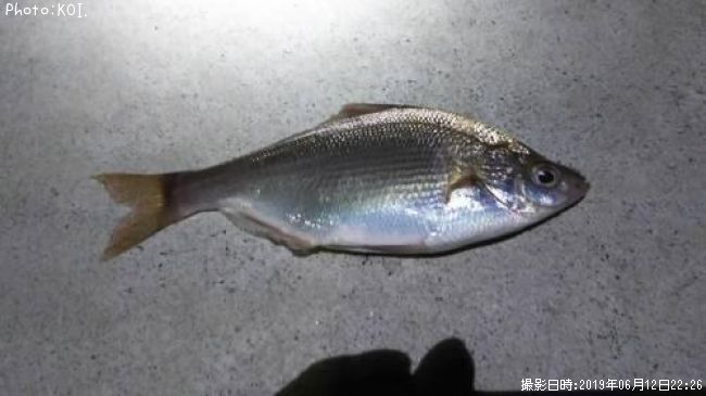 ���ߥ��ʥ�