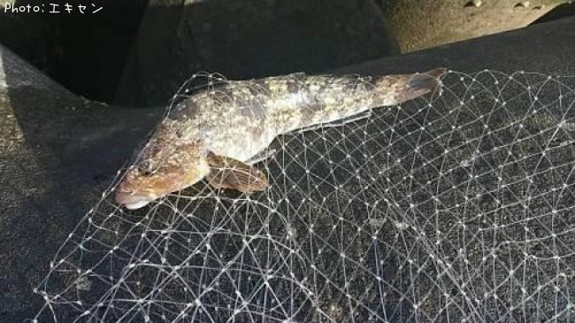 �����ʥ�