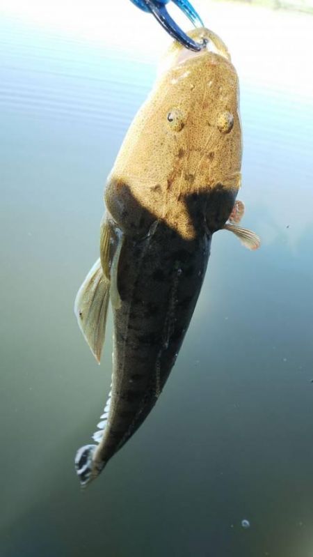 �ޥ���