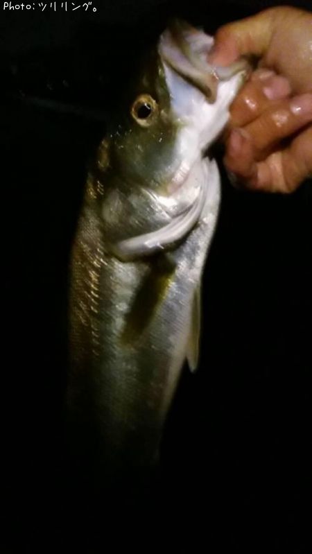 �����Х�