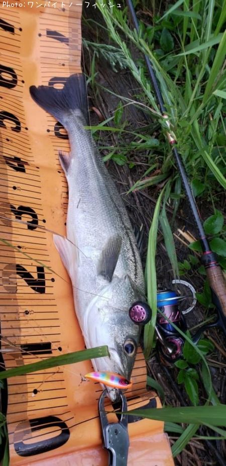 �����Х�