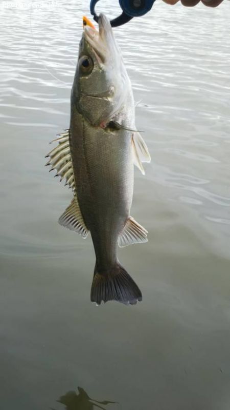 �����Х�