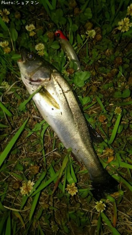 �����Х�