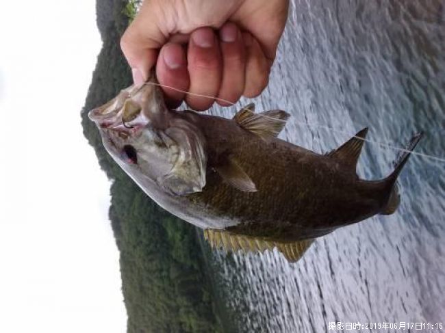 ���⡼��ޥ����Х�