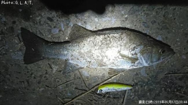 �����Х�