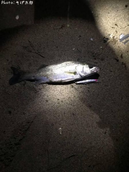 �����Х�