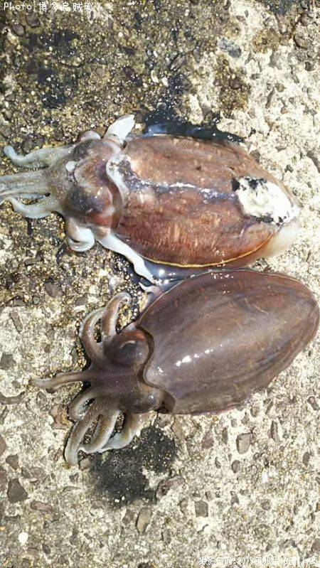 ���ߥʥꥤ��