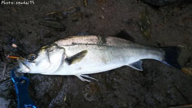 �����Х�