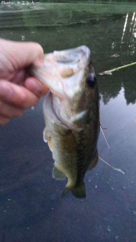 �֥�å��Х�