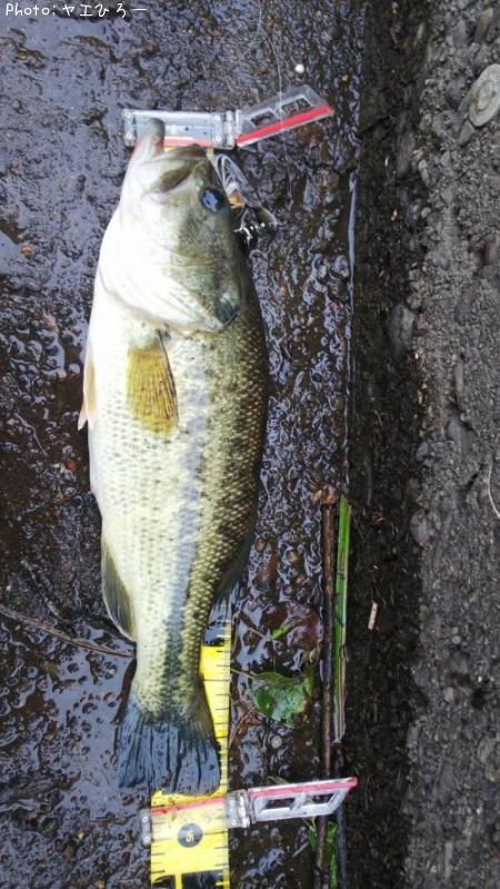 �֥�å��Х�