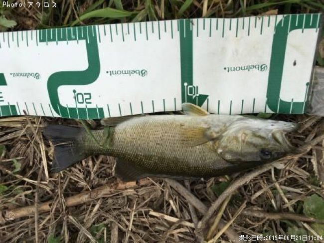 ���⡼��ޥ����Х�