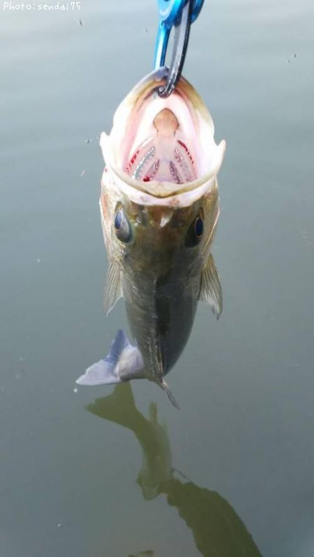 �����Х�