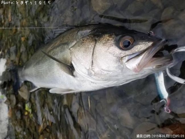 �����Х�