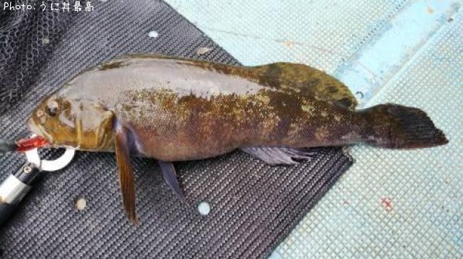 �����ʥ�