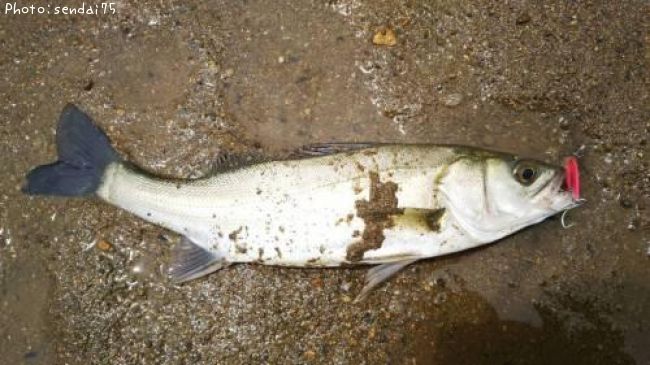 �����Х�