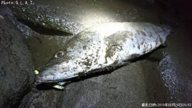 �����Х�