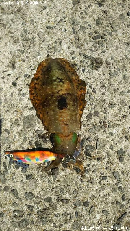 �����ꥤ��