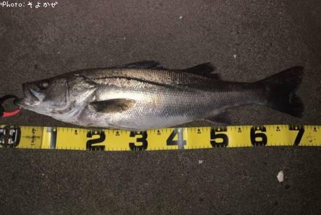 �����Х�