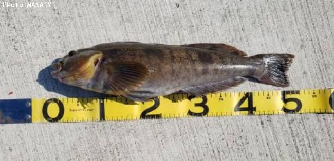 �����ʥ�