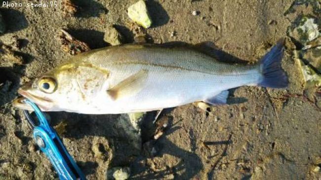 �����Х�