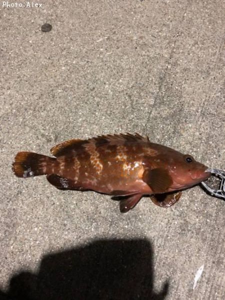 �����ϥ�