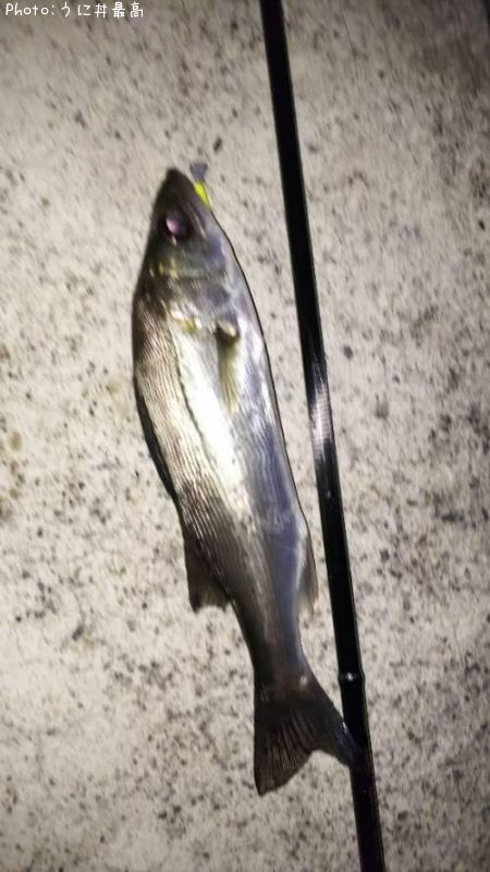 �����Х�