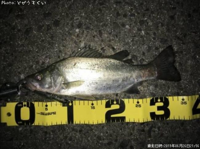 �����Х��ʥҥ饻������