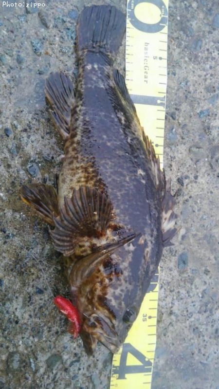 �����Υ���Х�