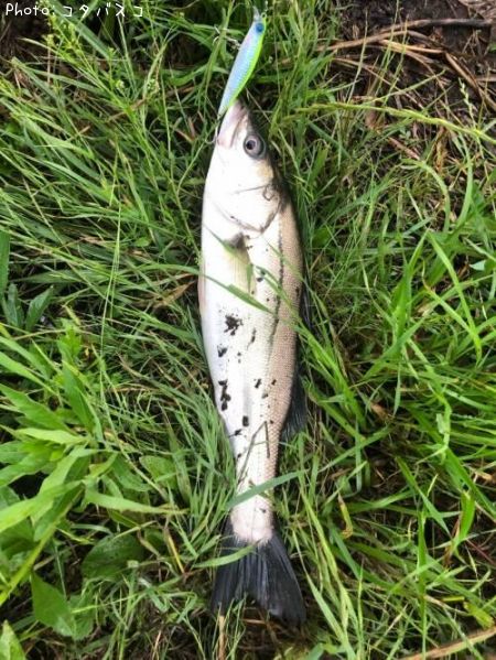 �����Х�