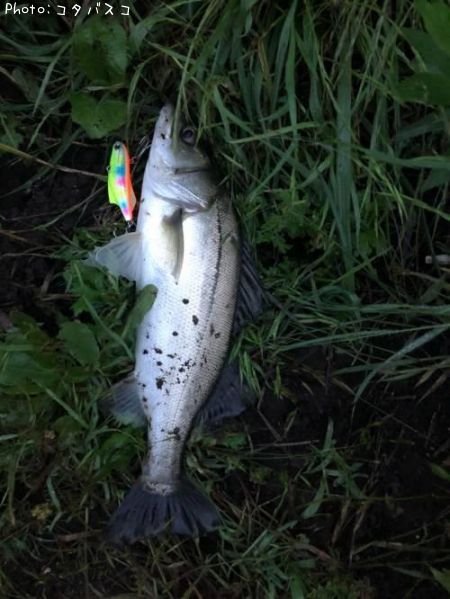 �����Х�