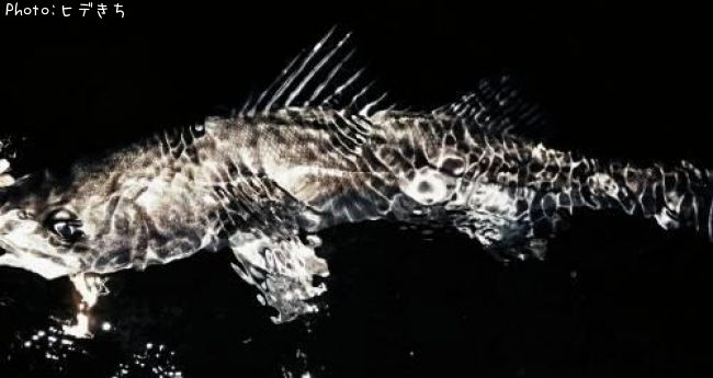 �����Х�