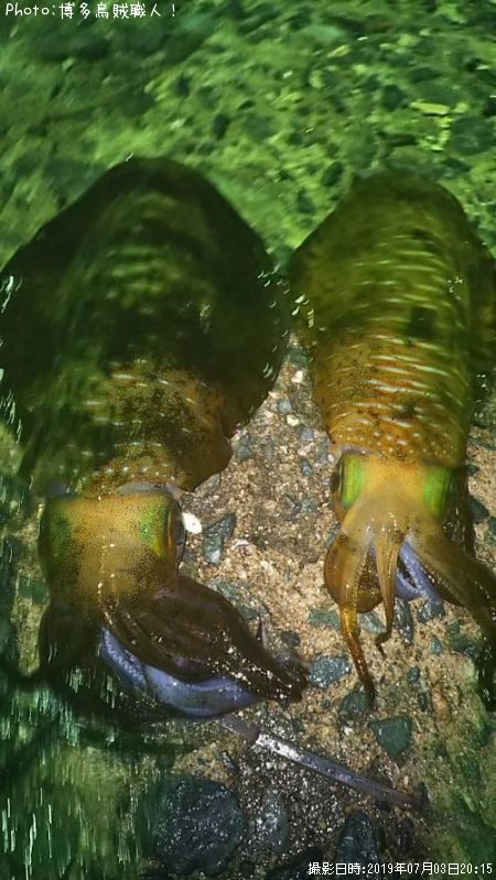 �����ꥤ��