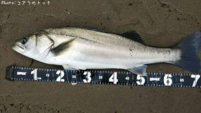 �����Х�