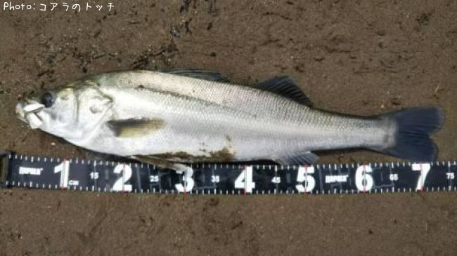 �����Х�