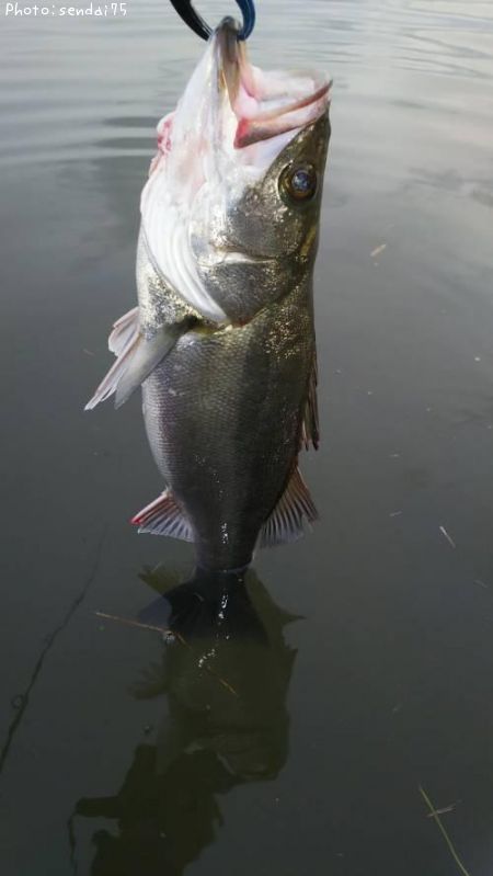 �����Х�