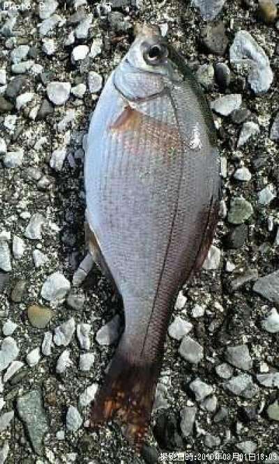 �����ʥ�