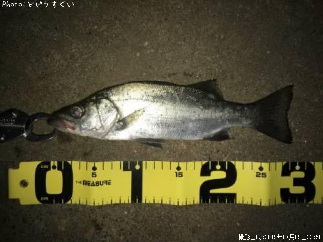 �����Х��ʥҥ饻������