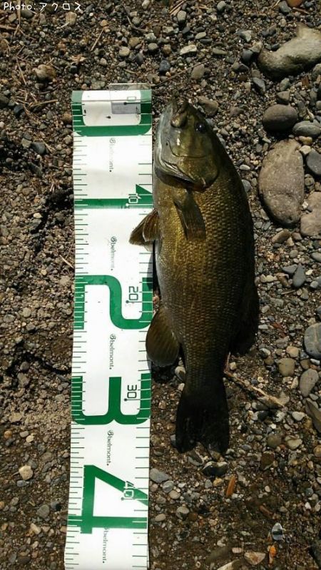 ���⡼��ޥ����Х�